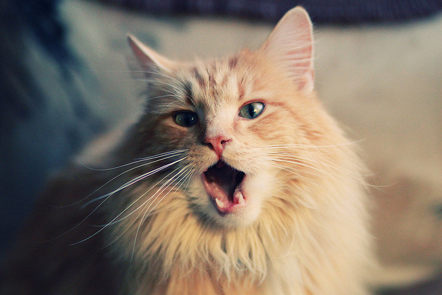 杰伦格林单节狂飙导演逆转好戏,快船末节发力击溃浙江显冠军底蕴