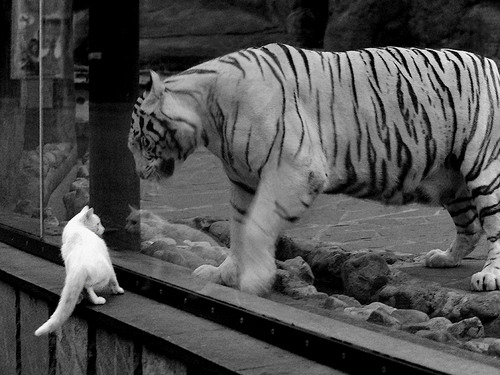 毕尔巴鄂的钢铁之心,莱奥如何在对阵尼日利亚的战术博弈中成为攻防转换的绝对核心